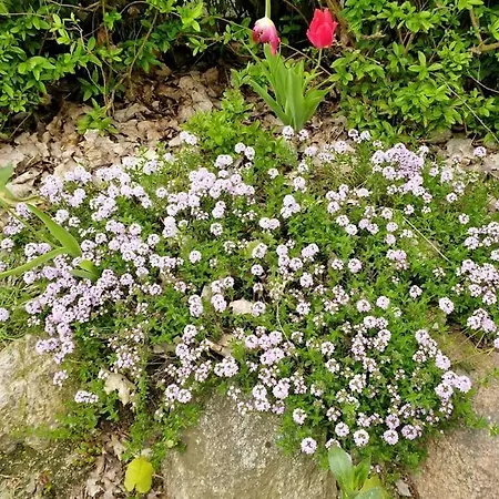 Flaemingpanorama - Laendliches Gartenhaus Mit Kamin Und Naturpanorama