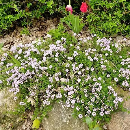 Flaemingpanorama - Laendliches Gartenhaus Mit Kamin Und Naturpanorama