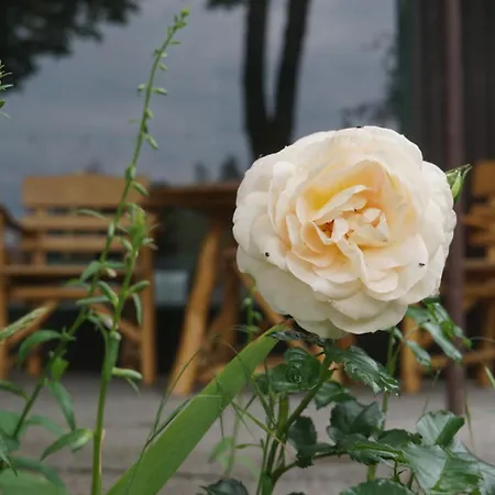 Flaemingpanorama - Laendliches Gartenhaus Mit Kamin Und Naturpanorama בית נופש Niedergorsdorf