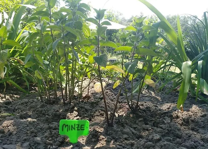 Flaemingpanorama - Laendliches Gartenhaus Mit Kamin Und Naturpanorama بيت للعطل
