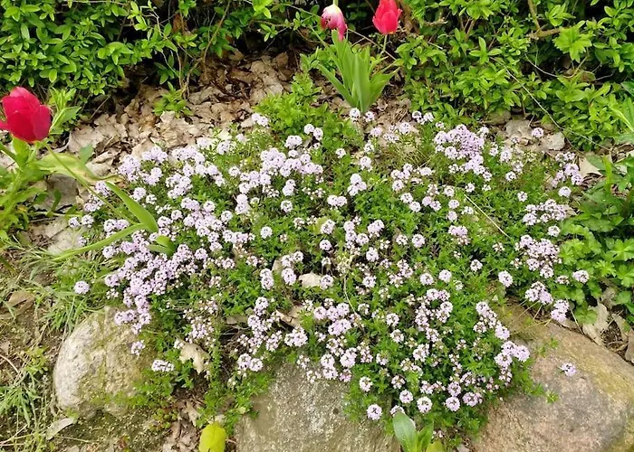 Flaemingpanorama - Laendliches Gartenhaus Mit Kamin Und Naturpanorama